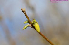 104 Forsythia-130414_01.jpg
