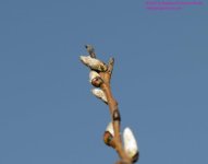 104 Pussy Willow-130414-Cropped_01.jpg