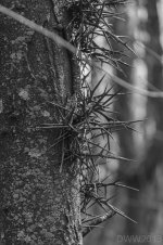 The Climbing Tree.jpg