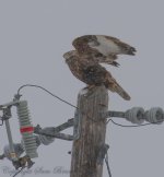 WinterHawkNET.jpg