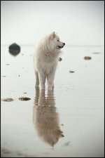 dog1.jpg