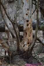105 Woodpecker Holes-130415-02_01.jpg