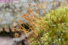 105 Moss-130415_01.jpg