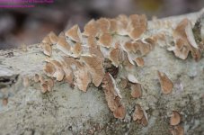 105 Fungus-130415_01.jpg