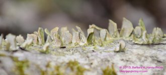105 Lichen-130415-01-Cropped_01.jpg