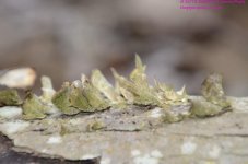 105 Lichen-130415-04_01.jpg