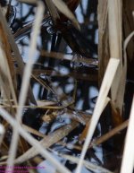 105 Runoff-130415-Cropped_01.jpg