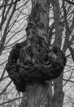 Tree Tumor.jpg