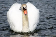 DSC_5961.jpg