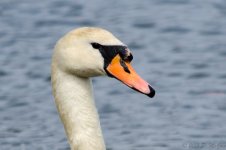 DSC_5965.jpg