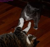 106 Alex&Buster-130416-06-Cropped_01.jpg