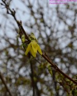 106 Forsythia Bloom-130416-Cropped_01.jpg