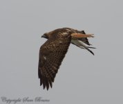 redtailflybyNET.jpg