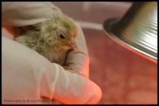 Day106Chick.jpg