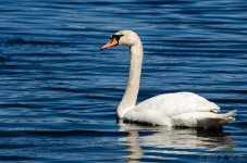 DSC_5993.jpg
