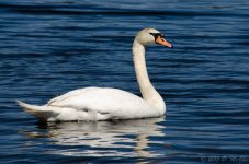 DSC_5994.jpg