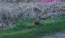 107 Robin-130417-Cropped_01.jpg