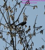 107 Chickadee-130417-03-Cropped_01.jpg