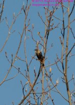 107 Red-Winged Blackbird Female-130417-Cropped_01.jpg