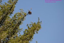 107 Pine Cones on Tree-130417_01.jpg