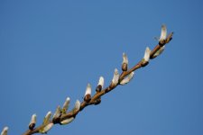 107 Pussy Willows-130417.jpg