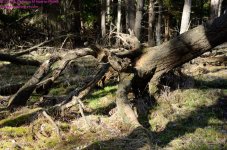 107 Tree Roots-130417-05_01.jpg