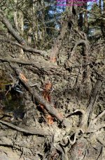 107 Tree Roots-Woodpecker Holes-130417_01.jpg