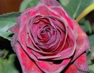 DSC_0657.jpg