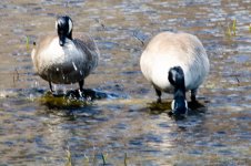 DSC_6019.jpg