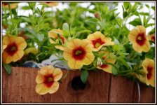 FLOWERS 096.jpg