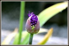 FLOWERS 032.jpg
