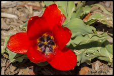 Day109Flower.jpg