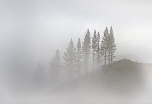 pines3.jpg