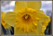 daff 009.jpg