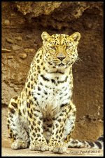 Day110Leopard.jpg