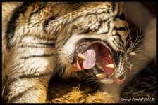 Day110TigerSnarl.jpg