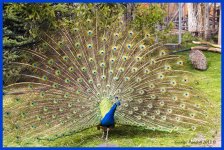 Day110Peacock.jpg