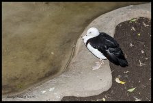 Day110BlackWhiteDuck.jpg