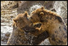 Day110Bears.jpg