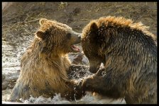 Day110Bears2.jpg