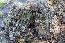 DSC_6145.jpg