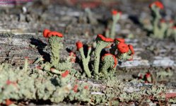 111 Lichen, Red Capped-130421-02-Cropped_01.jpg