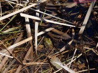111 Frog-130421-Cropped_01.jpg