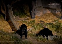 chiangmai-nightsafari-48.jpg