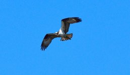 Osprey3.jpg