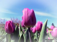 DSCN8901004.jpg