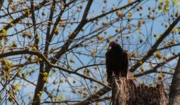 Vulture5.jpg