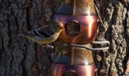 finch.jpg