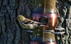 finch2.jpg