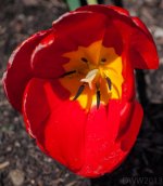 Tulip1.jpg